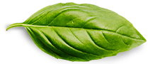 Institución educativa Josefina Basil Leaf